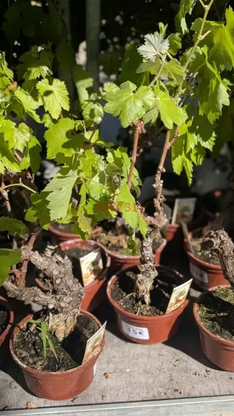 PIEDS-DE-VIGNE