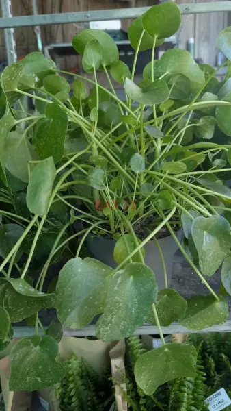 PILEA