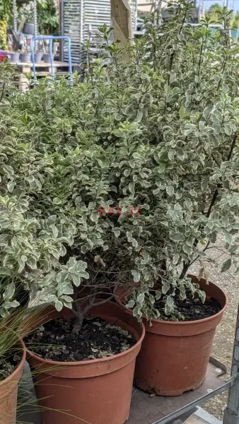 PITTOSPORUM-TENUIFOLIUM