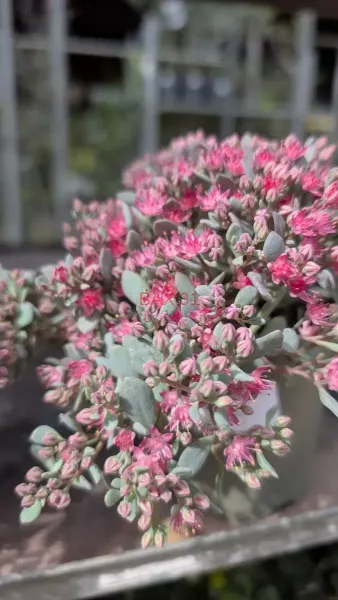 SEDUM