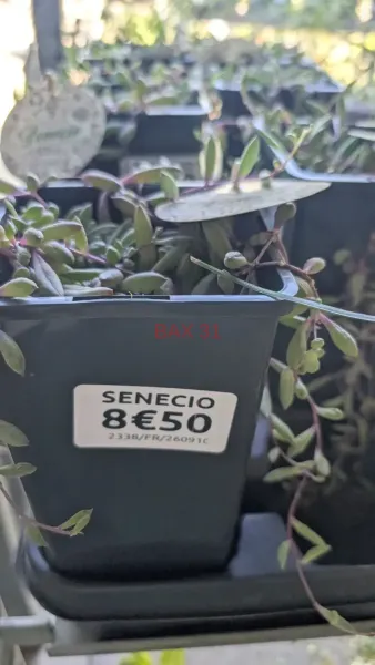 SENECIO