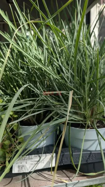 SESLERIA-NITIDA