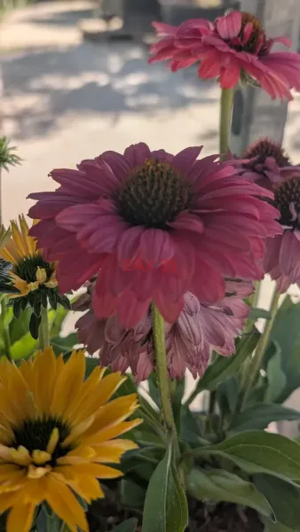 VIVACES-RUDBECKIA-1