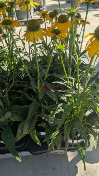 VIVACES-RUDBECKIA-2