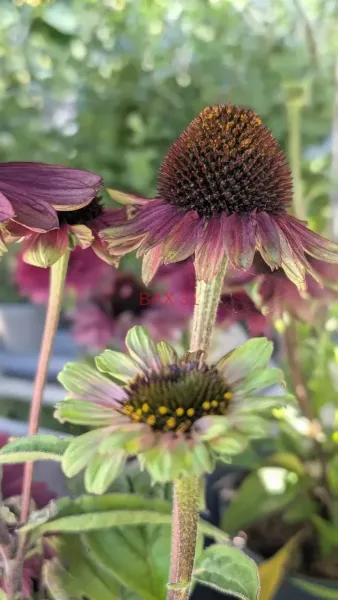 VIVACES-RUDBECKIA-5