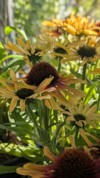 VIVACES-RUDBECKIA-6