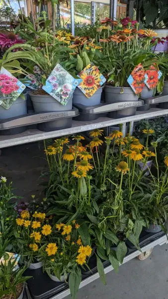VIVACES-RUDBECKIA
