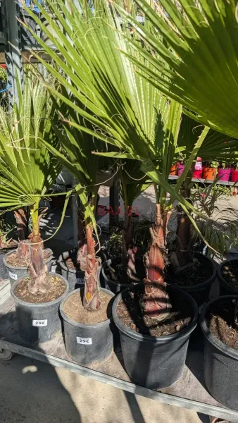WASHINGTONIA