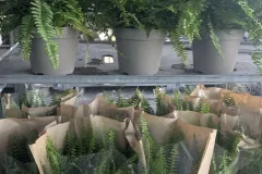 ALOE-VERA