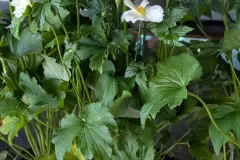 ANEMONE-DU-JAPON-9E50