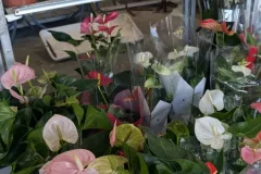 ANTHURIUM-MIX