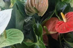 ANTHURIUM
