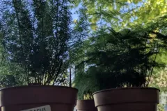 ASPARAGUS-DIVERS