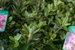 AZALEA-JAPONICA-9E50