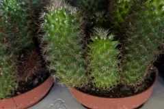 CACTUS-2