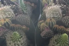 CACTUS-MIX