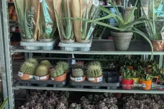 CACTUS