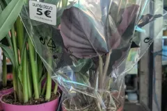 CALATHEA-2
