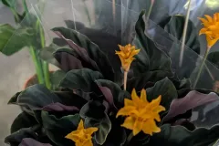 CALATHEA