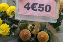 CHRYSANTHEME