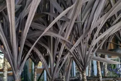 CORDYLINE-AUSTRALIS