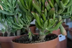 CRASSULA-2