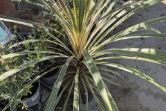 Cordyline-Australis-Torbay-Dazzler