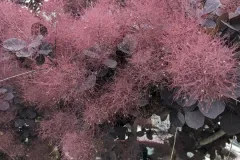 Cotinus-COGGYGRIA-Grace-19E50