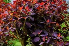 Cotinus-Dummeri-Royal-Purple-14E50