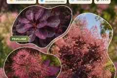 Cotinus