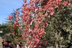 ERABLE-AUTOMNE-BLAZE