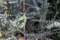 EUCALYPTUS-GUNNI-BABY-BLUE