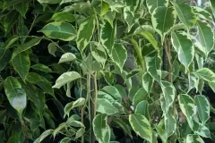 FICUS FICUS