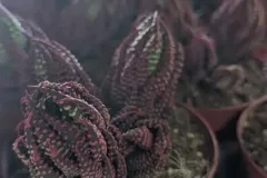 HAWARTIHA
