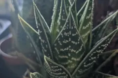 HAWORTHIA