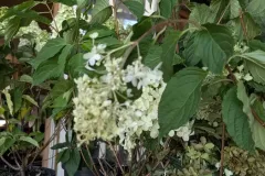 HORTENTIA-PANICULATA