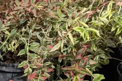 HYPERICUM-MOSERANIUM-TRICOLOR-