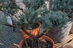 JUNIPERUS-BONSAI-BOULE