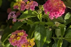LANTANA-ROSE