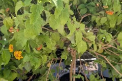 LANTANA-SUR-TIGE