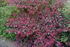 Loropetalum