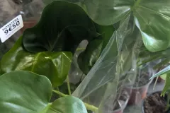 MONSTERA-PHILODENDRON