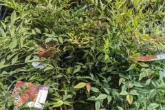 Nandina-Domestica-17E50
