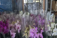 ORCHIDEE