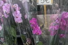 ORCHIDEES