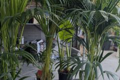 PALMIER-ARECA