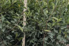 PHOTINIA-160-170-cm