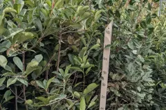 PHOTINIA-XXL.webp