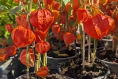 PHYSALIS