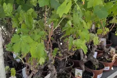PIED-DE-VIGNES